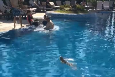 Lizard Surprises Hotel Guests As It Joins Them For A Swim
