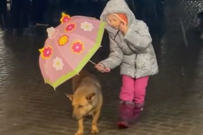 Little Girl Holds Umbrella Over Stray Dog In The Rain