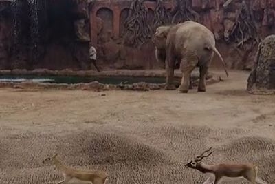 Elephant Saves The Day By Alerting Zoo Keeper To Drowning Antelope
