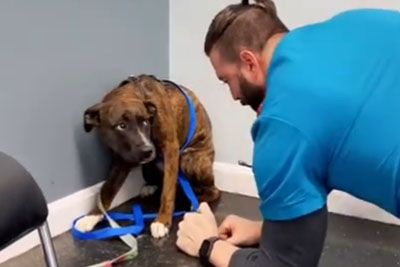 Veterinarian Building Trust With Scared Dog Before Doing His Work