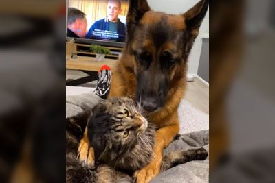 Dog Wants To Play With A Cat But The Cat Is Not Into It