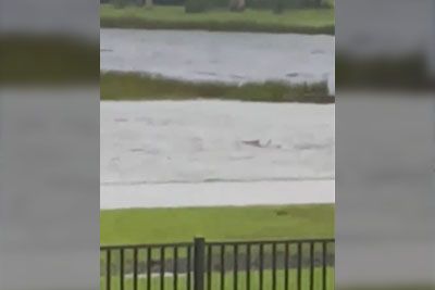 Footage Of A Shark Swimming On Flooded Street In Fort Myers