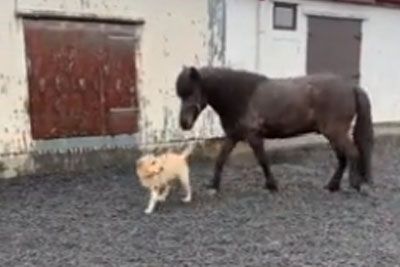 Labrador Pup Preciously Walks Horse Friend On A Leash
