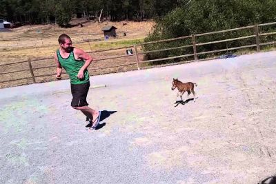 Miniature Baby Horse Chases A Man, Video Will Make Your Day Better