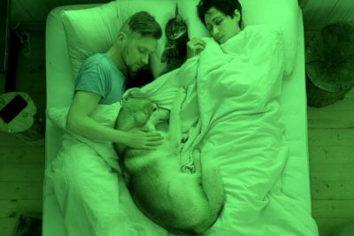 Owners Turn On A Camera To See What Their Husky Dogs And Cats Do While They Sleep