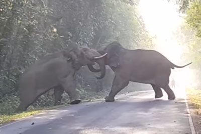 Merciless Battle Between Two Wild Elephants In The Middle Of The Road