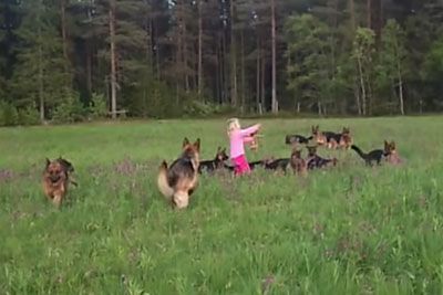 Little 5-Year-Old Girl Playing With 14 German Shepherds