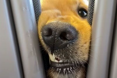 Dog Insists On Saying Hi To Everyone On His Train Rides