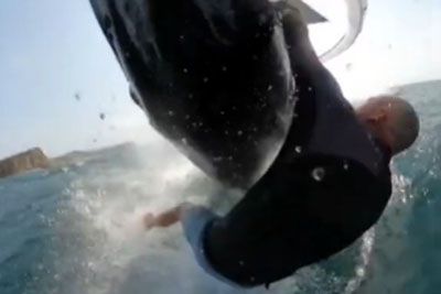 Windsurfer Gets Body-Slammed By Whale And Dragged Under The Sea Surface
