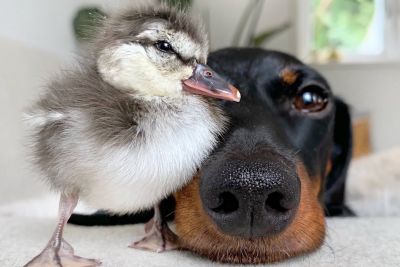 Dachshund Gets A New Duckling Friend That Hatched From The Egg