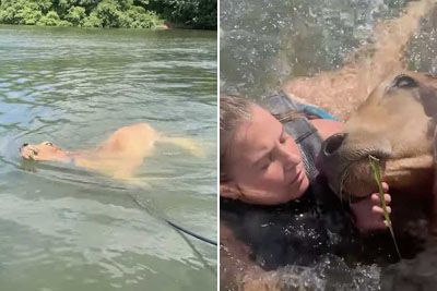 Friends Spot A Cow Drowning In A Lake, Jump Into Action To Save It