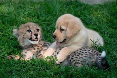 Dog Met Cheetah As A Puppy, Two Years Later They Are Still Inseparable