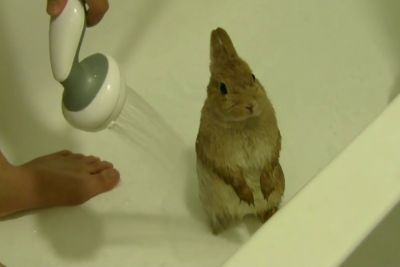 Owner Showers A Cute Bunny, The Scene Captures Hearts Of Animal Lovers