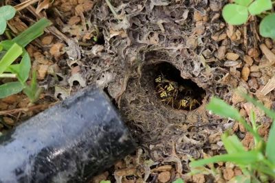 Man Uses A Vacuum Cleaner To Remove Yellow Jacket Nest From Client's Yard
