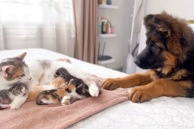 German Shepherd Puppy Meets Newborn Kittens For The First Time