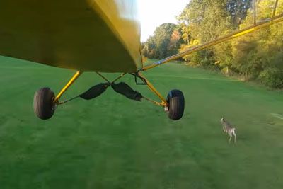 The Pilot Aborts The Landing As Deer Were Running On The Runway