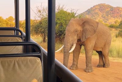 Elephant Picks Up And Throws Truck Full Of Tourists