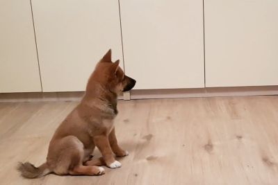 Puppy Can't Contain His Excitement When Its Owner Comes Home