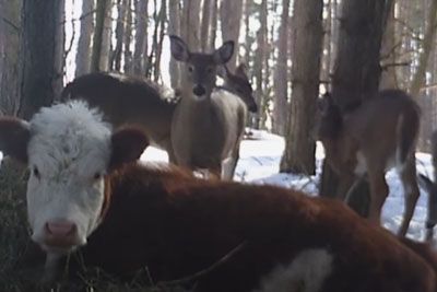 Cow Who Escaped Farm Survives Winter With Wild Deer