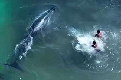 Brave Fishermen Approach Distressed Whale To Save His Life