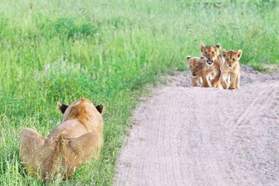 Heart-Warming Reunion Between Lost Cubs And Mother