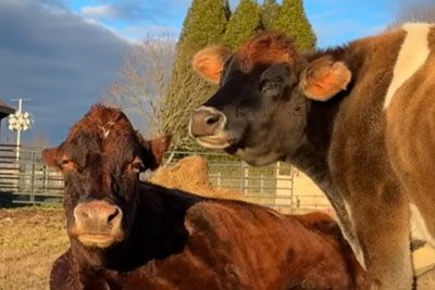 Rescued Cow Tastes Freedom After 17 Years, Meets A Special Cow Friend