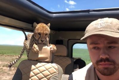 Tourist Turns Into Statue As Cheetah Invades Safari Vehicle