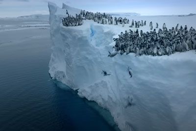 Emperor Penguin Chicks Jump Off A 50-Foot Cliff In Antarctica