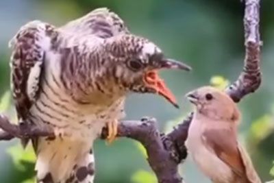 Nature Video Shows How Young Birds Feed Older, Who Can't Fly Anymore