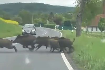 Big Family Of Wild Boars Crosses Road