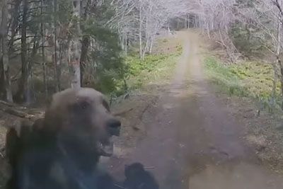Mother Bear Charges At Van Driving Down Forest Road