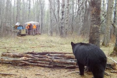 Two Man In A Woods Unaware Of A Black Bear Behind Their Back