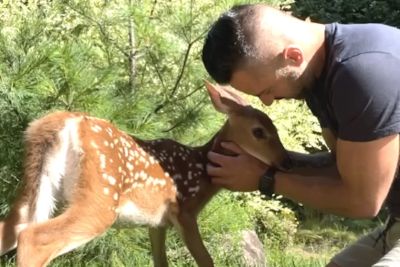 Starving Deer Shows Up At Door, Makes A Friendly Bond With A Stranger