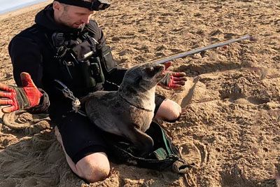 Seal Doesn't Want To Leave His Rescuer