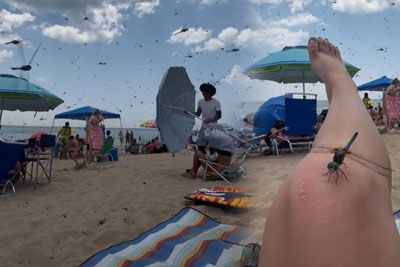 Huge Swarm Of Dragonflies Invades Beach In Washington