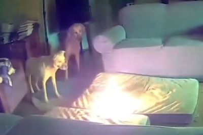 Dog Causes House Fire After Chewing On A Battery In Oklahoma