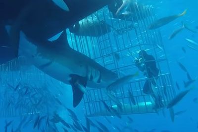 Diver Faces A Giant Great White Shark As It Tries To Destroy His Cage