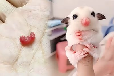 Woman Adopts a Tiny Creature, Their Unbreakable Bond Will Melt Your Heart