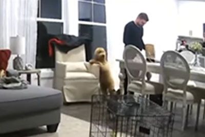 Dog Pushes Away Chair As Owner Tries To Sit Down