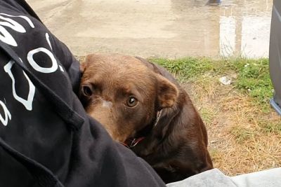 Stray Dog Waits Every Day In The Same Place For Someone To Save Him