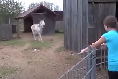 Donkey Spots Girl Who Raised Him And His Reaction Is Heart-Melting