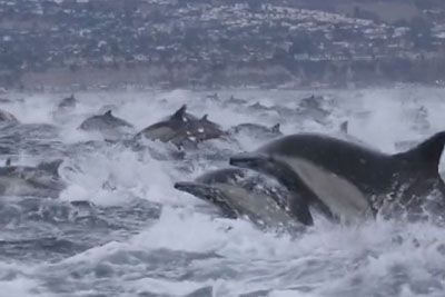 Megapod Of 5,000 Dolphins Stampedes Next To Boat In California