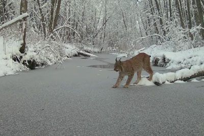 Lynx Showcases Stunning Agility In A Winter Wonderland