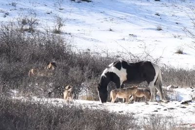 A Brave Horse Rolls In The Snow In Front Of Six Hungry Wolves