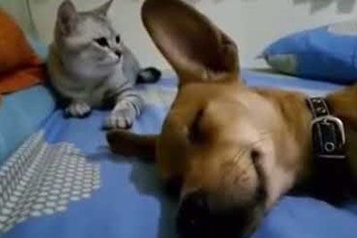 Cat's Hilarious Reaction After Dog Farts In His Sleep