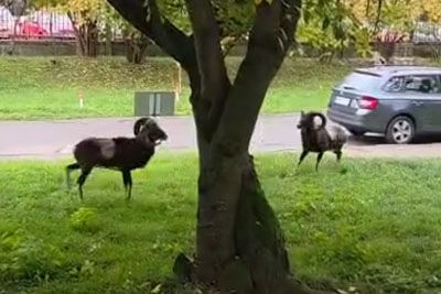 Two Mighty Mouflons Battle Outside A City Hospital In Prague