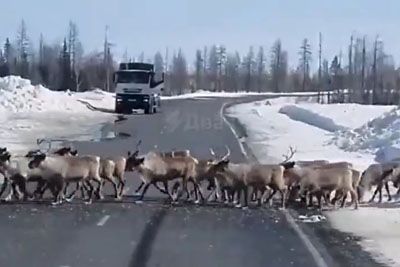 Herd Of Reindeer Stops Traffic On Road