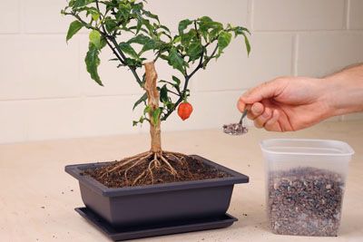 Man Filmed Plants Growing For 12 Years