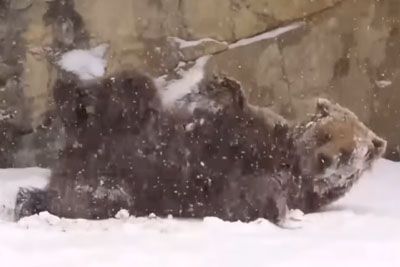 Animals In Chicago ZOO Roll Around In Fresh Snowfall
