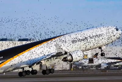 UPS MD-11 Severe Birdstrike During Takeoff
